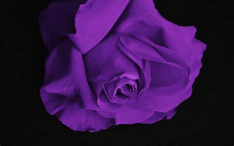 2k Free Download Purple Rose Rosebud Purple Flowers Roses Hd