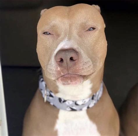 Light Skin Dog Meme Pitbull Half Revolutions