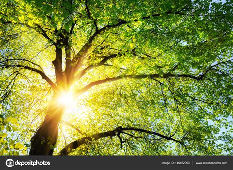 The Sun Shining Through The Branches Of A Tree Stock Photo By ©smileus