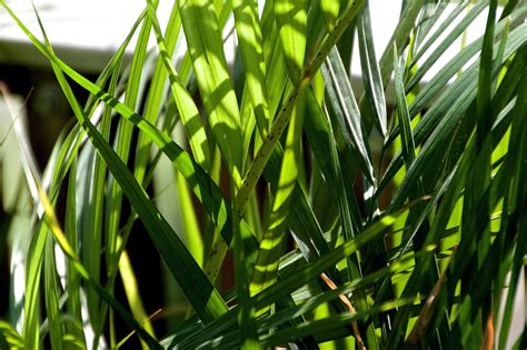 Kostenlose Foto Gras Ast Struktur Pflanze Rasen Palme Blatt