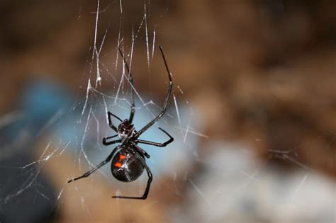 The black widow spider is considered the most venomous bug in north america. News | Michigan Radio