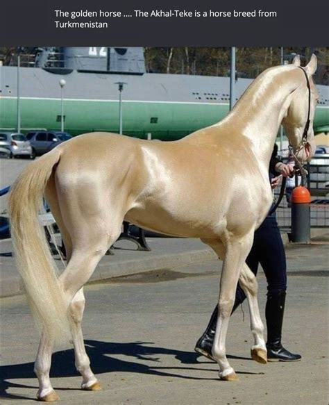 golden horse horse breeds akhal teke horses  beautiful horses