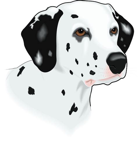 Dalmatian Dog Head Clipart Free Download Transparent Png Creazilla