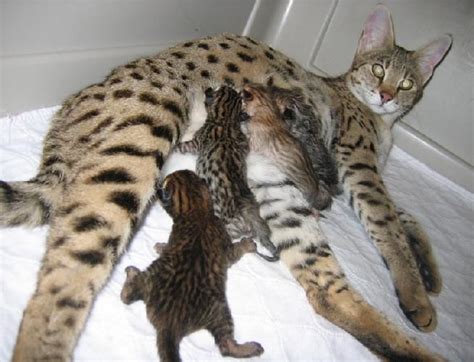 F3savannahcat.com is your #1 resource for everything related to savannah cats! Savannah Cats For Sale | Madison, WI #106137 | Petzlover