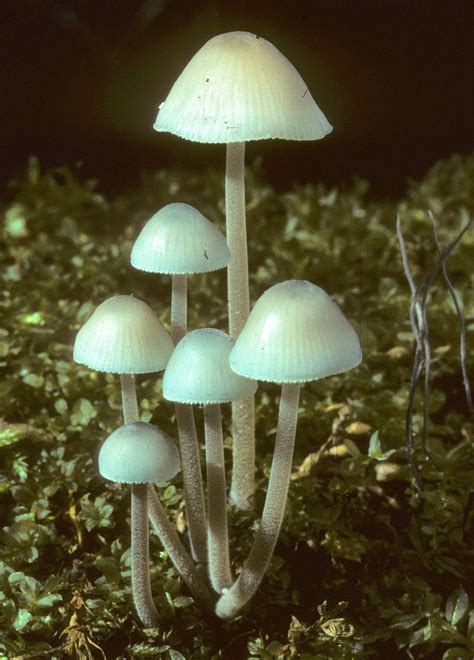 Ohio Mushroom Society Stuffed Mushrooms Blue Tones Shades Of Blue