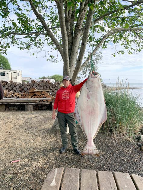 Outdoors Giant Halibut Landed On Light Tackle As Lingcod Outing Turns ‘unexpected Peninsula