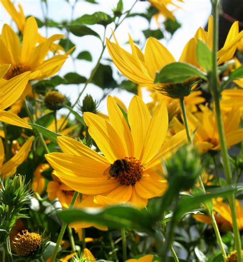 Summer Nights False Sunflower Natorps Online Plant Store