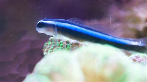 Ikan Pembersih Blue Neon Goby Youtube