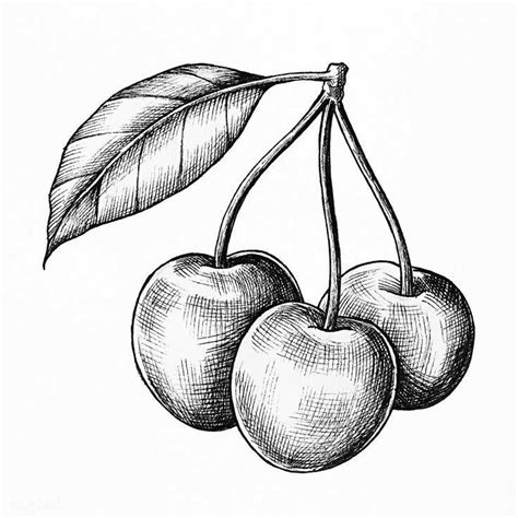 Cherry Fruit Art Drawings How To Draw Hands Ink Pen Drawings