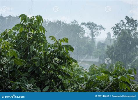 Raining Stock Photo Image Of Raining Summer Water 285144608