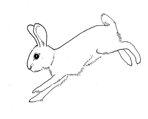 Rabbit Outline Running Bunny Drawing Rabbit Drawing Bunny Images