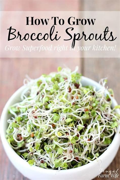 How To Grow Broccoli Sprouts Growing Broccoli Sprout Recipes