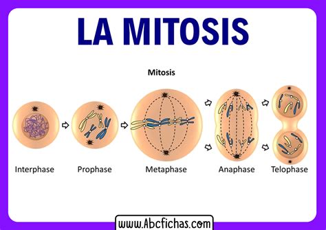 Qué es la Mitosis Las 4 Fases de la Mitosis explicadas