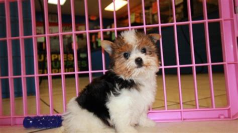 Gorgeous Little Morkie Puppies For Sale Georgia Local Breeders Near