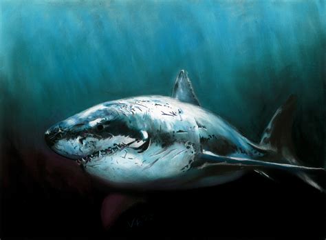 Here presented 53+ shark drawing images for free to download, print or share. Realistic Shark Drawing HD Wallpaper, Background Images