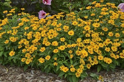 Oxeye Daisy Heliopsis Helianthoides ‘tuscan Sun Sun Perennials