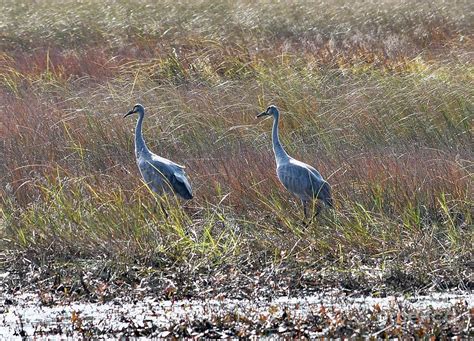 Sandhill Cranes In Crex Meadows Photograph By Hella Buchheim Fine Art