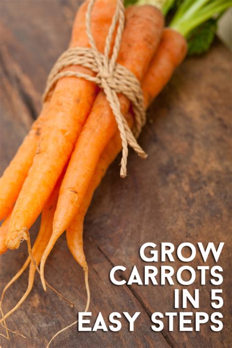 How To Grow Best Carrots At Home And Garden Everything About Garden