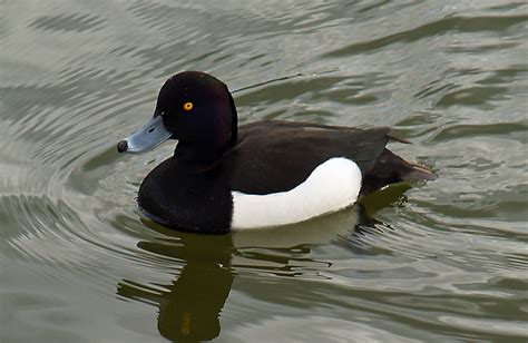 Black And White Duck Possibly A Tufted Duck By Djmac70 Flickr
