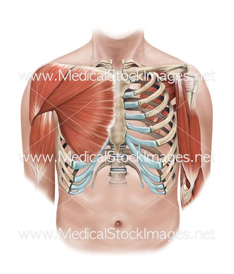 Superficial And Deep Muscles Of The Shoulder And Rib Cage Medical