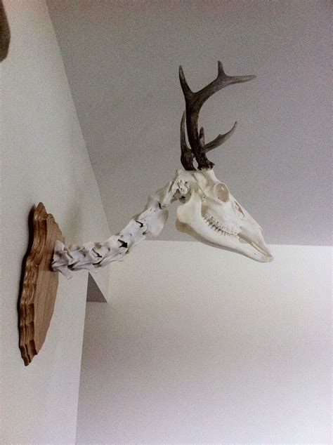 Pin By Kim Savonen Jidas On Skull Masters Taxidermy Deer Skull Art