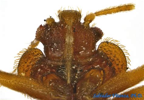 Hemiptera Heteroptera Cimicidae Cimex Lectularius Common Bed Bug F