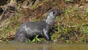 Nutria Gigante Alimentaci N H Bitat Protecci N Y Vida Variedadess Net