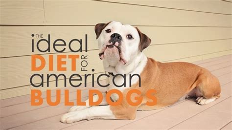 Over the coarse of a 3 months we've purchased and introduced different foods to our bullies including, wellness core, taste of the wild. Best Dog Food for American Bulldogs: Good, Bad & Ugly ...