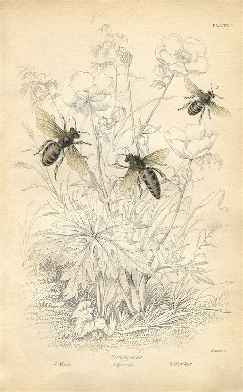 Vintage Printable Honey Bees Instant Art The