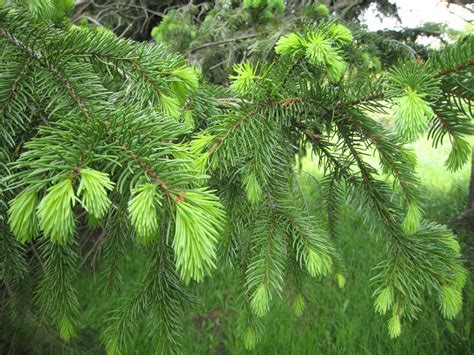 New Growth On Pine Tree Free Stock Photo Public Domain Pictures