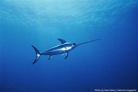 Interesting Facts About Swordfish Just Fun Facts