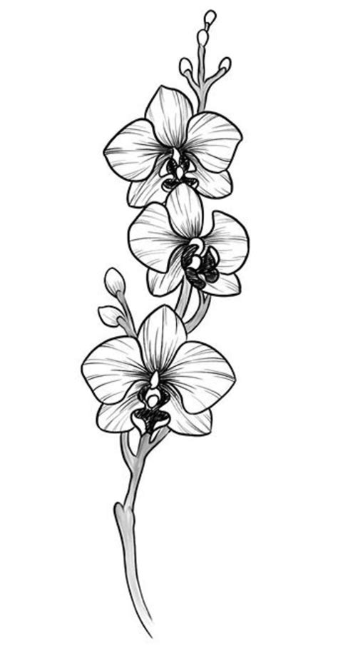Orchids Orchid Flower Tattoos Orchid Tattoo Flower Tattoo Drawings