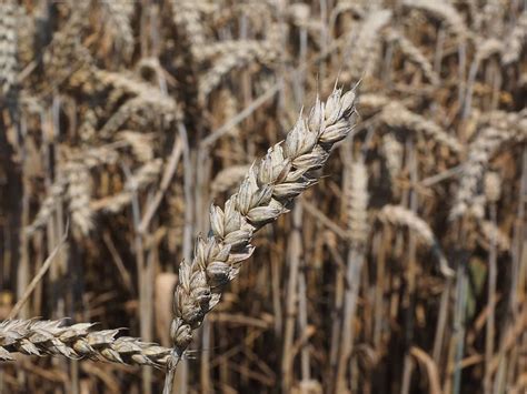 Hd Wallpaper Wheat Spike Cereals Grain Field Wheat Field