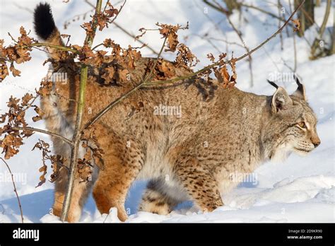 Lynx Lynx Lynx Stock Photo Alamy
