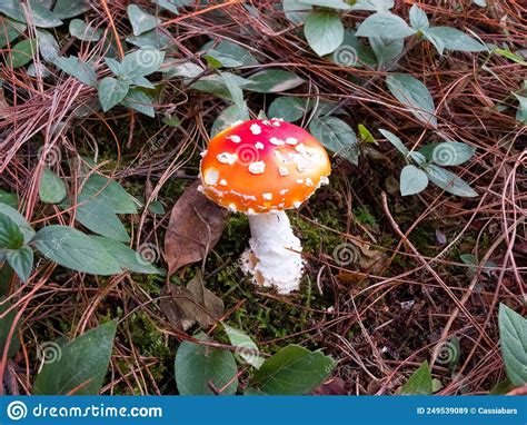 Cute Small Red And White Mushroom Amanita Muscaria Stock Image