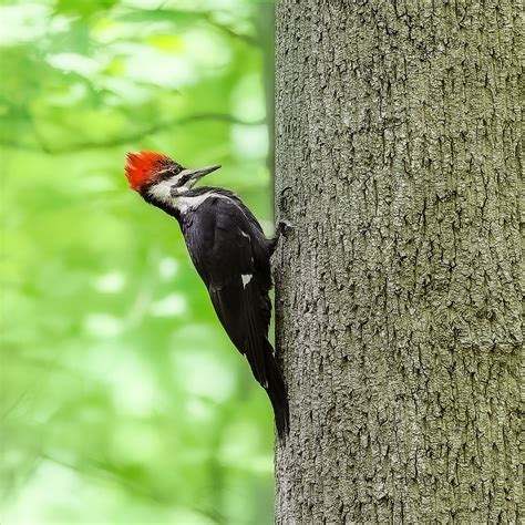 Pileated Woodpecker Ashbridge Preserve Chester County Pa Tdp43