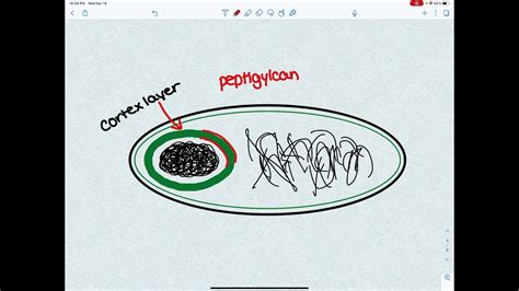 Sporulation In Bacillus Youtube