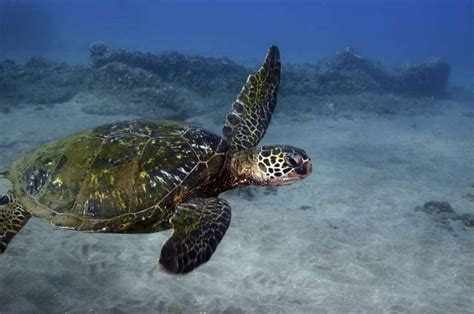 Turtle Beach Maui Visit To See The Beautiful Sea Turtles