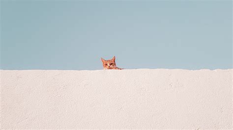 Aesthetic Cats Computer Wallpapers Top Free Aesthetic Cats Computer