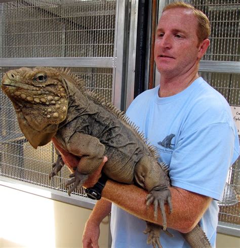 Saving Caribbean Iguanas Our Work To Preserve Their Existence
