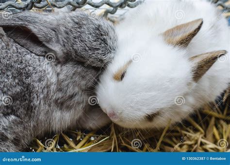 Gray Rabbit Are Kissing White Rabbit Stock Image Image Of