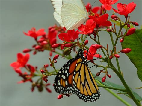 Beautiful Butterflies Butterflies Wallpaper 9481262 Fanpop
