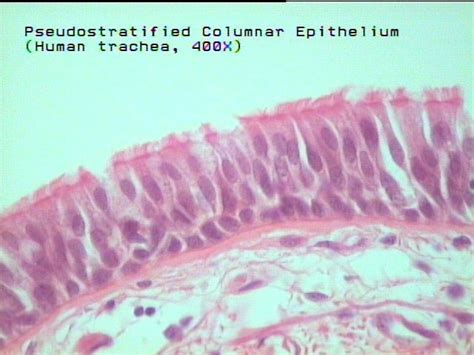 Pseudostratified Ciliated Columnar Histology Slides Trachea Goblet