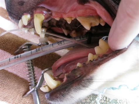 Dental Disease In Pets The Silent Killer â€ Part 2 Rayya The Vet