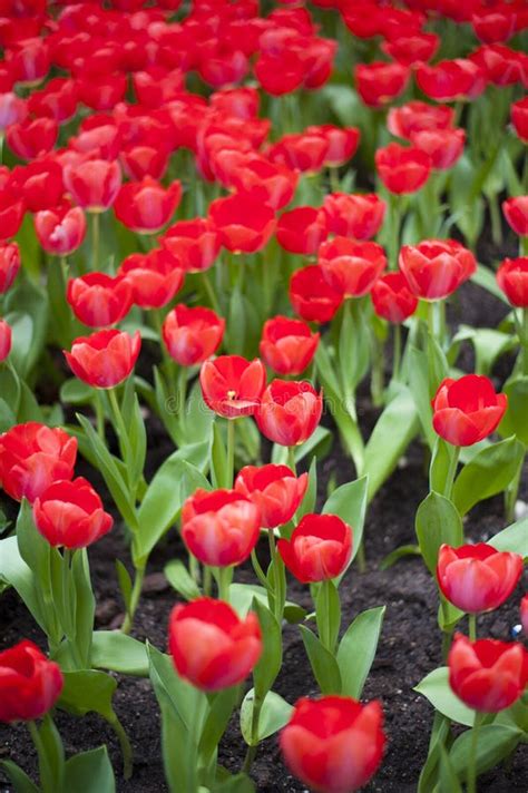 These Red Tulips Are Springtime Beauties Stock Photo Image Of Copy