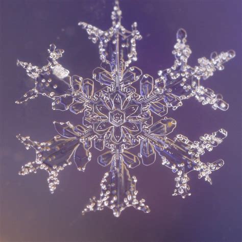 Real Snowflakes Real Snow Flake Photography Karla Jean Booth