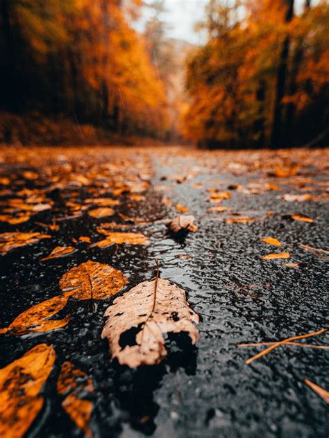 Download Leaves Rain Wet Autumn Wallpaper