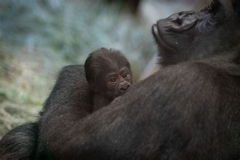 Shock Twist At Columbus Zoo As ‘male Gorilla Gives Birth To A Baby Girl