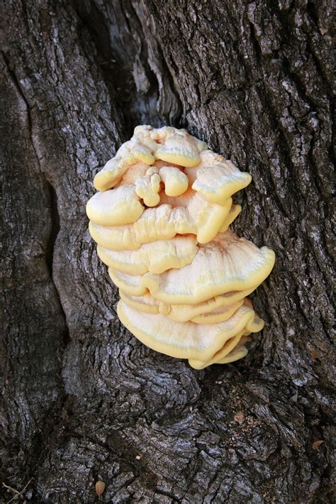 Fungus Oak Tree Fungus Chimera2007 Flickr