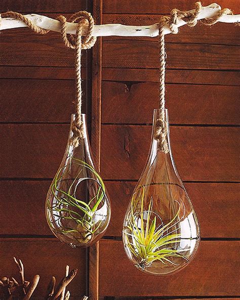 Amazing Hanging Air Plants Decor Ideas 42 Air Plants Decor Hanging